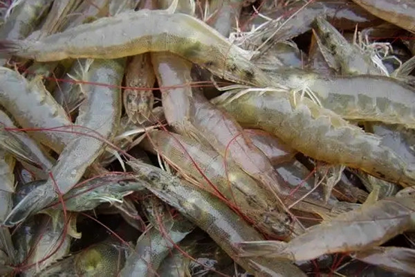 養蝦時用可以用沸石粉嗎？用料多少？