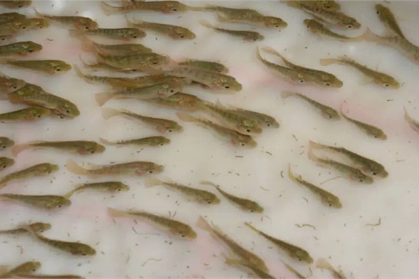沸石粉在水產養殖中的用法和用量如何？