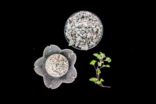 種植蓮藕時加入沸石能提高產量嗎？