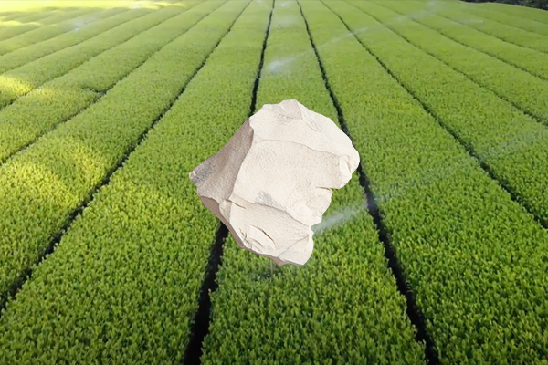 增產茶葉用天然沸石是否可行？-國投盛世