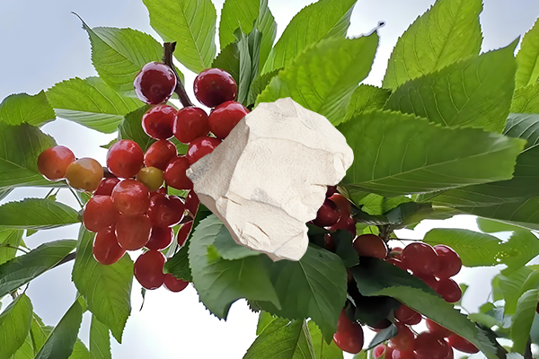 想為櫻桃增產用天然沸石怎么樣？-國投盛世