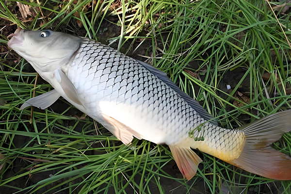 養殖鯉魚時為什么需要用到沸石？-國投盛世