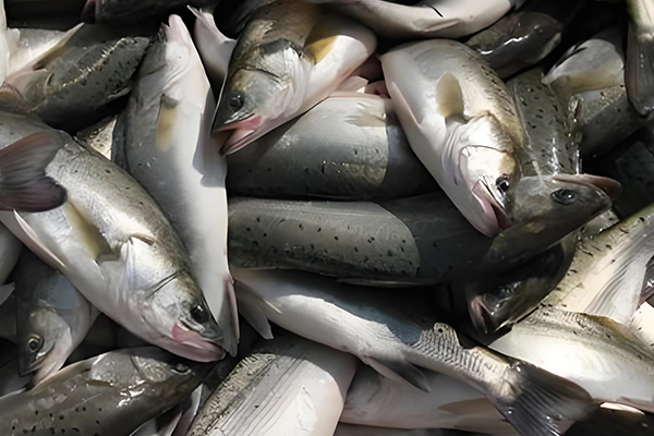 用200目沸石粉養清江魚合適嗎？