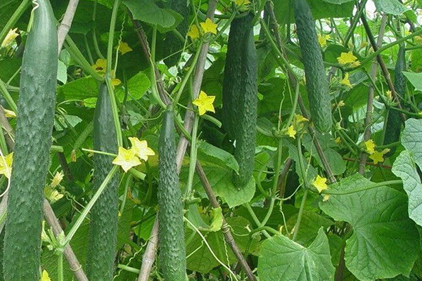 種植黃瓜為什么要用沸石？