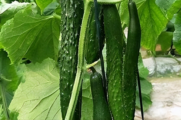 種植黃瓜用多大粒徑的沸石？