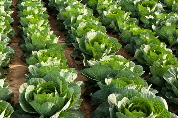 為什么在種植甘藍時添加沸石能促進生長？