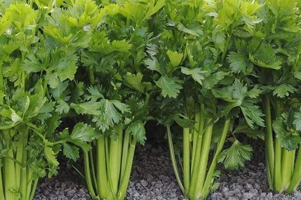 種芹菜時可以加入沸石嗎？