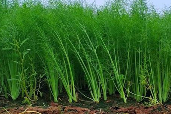 種茴香時加入沸石真的能提升產量嗎？-國投盛世