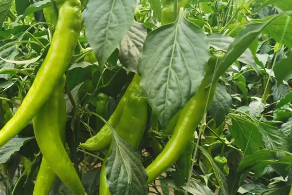 尖椒種植能否因沸石而受益？-國投盛世