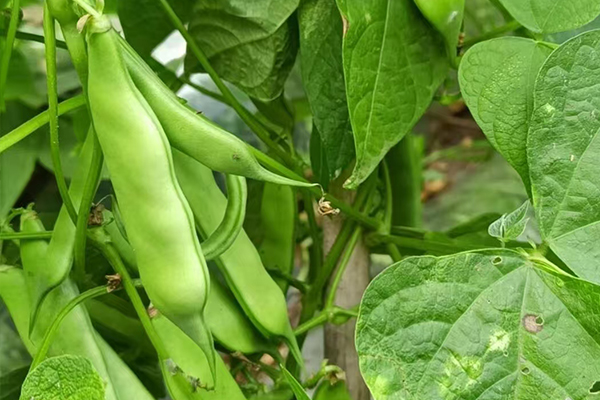 沸石能為扁豆種植帶來哪些改變？-國投盛世