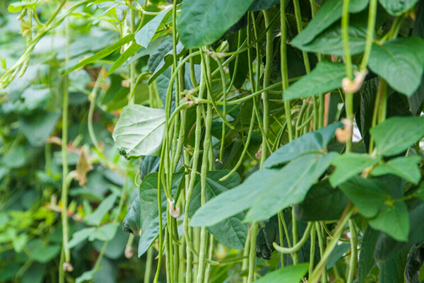 沸石能提升豇豆種植效果嗎？-國投盛世