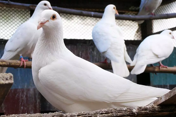 飼養鴿子時為什么要用到沸石？