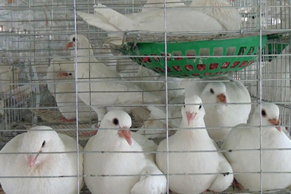 為什么肉鴿飼料中添加沸石能促進健康與生產？