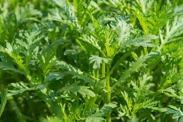為什么種植茼蒿時加入沸石能增產？