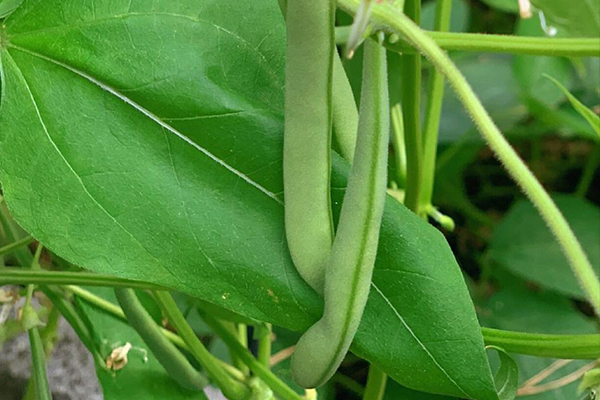 種植四季豆時加入沸石能提高產量嗎？