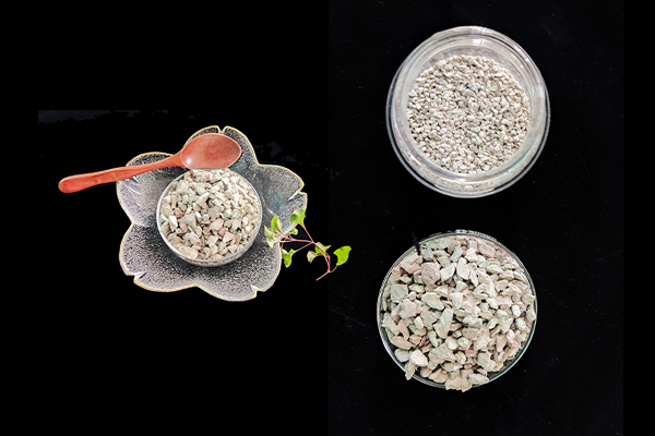 種植四季豆時加入沸石能提高產量嗎？