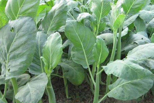 為何在種植芥藍時選擇添加沸石？-國投盛世