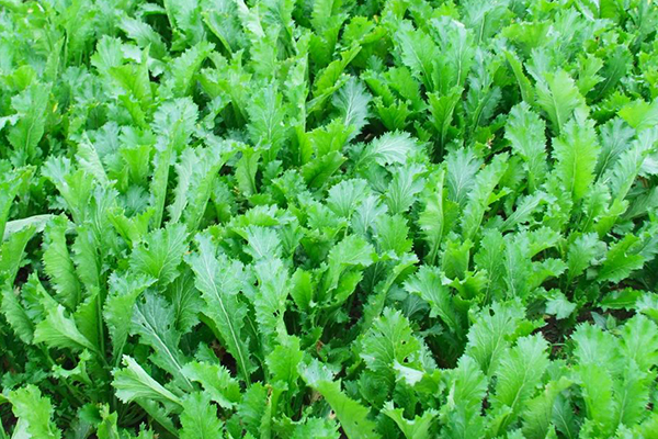 種植雪里蕻時加入沸石能提升產量嗎？