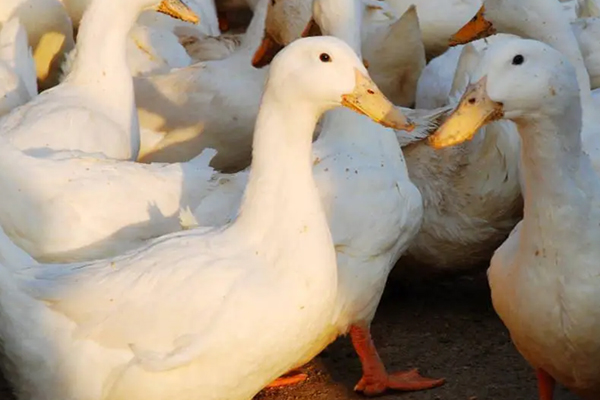 飼養肉鴨時加入沸石有什么好處？-國投盛世