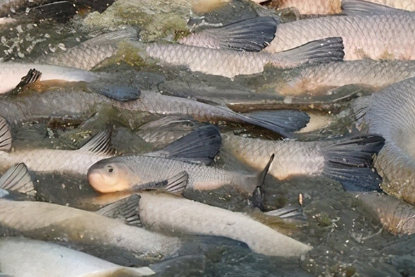 養殖青魚時加入沸石有什么獨特優勢嗎？-國投盛世