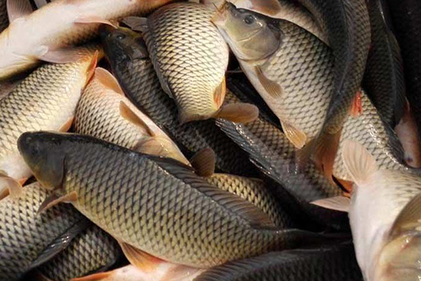 養殖鯉魚時添加沸石能帶來哪些好處？-國投盛世