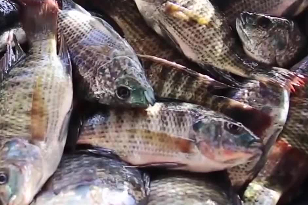 養羅非魚時加入沸石能帶來哪些好處？-國投盛世