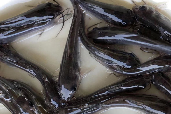 養鯰魚時加入沸石能帶來哪些好處？-國投盛世