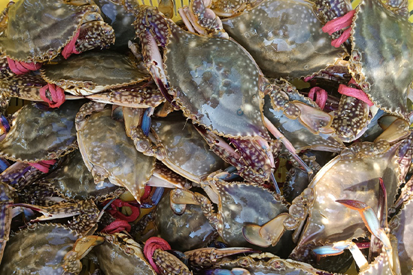 養梭子蟹時添加沸石帶來的益處