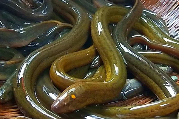 養泥鰍時添加沸石能改善水質嗎？