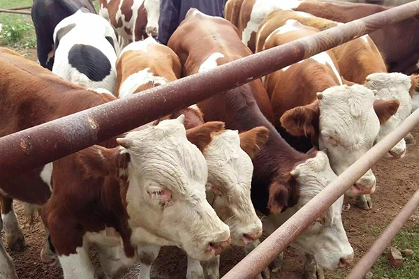 沸石能改善黃牛飼養環境嗎？-國投盛世