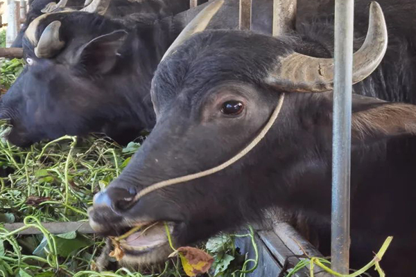 沸石能提升水牛飼養效率嗎？