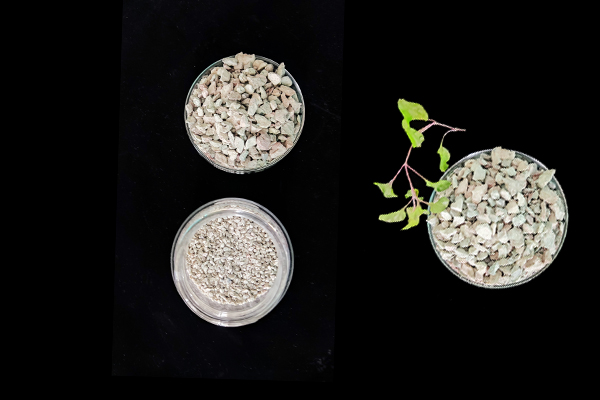 大豆種植何時添加沸石效果最佳？-國投盛世