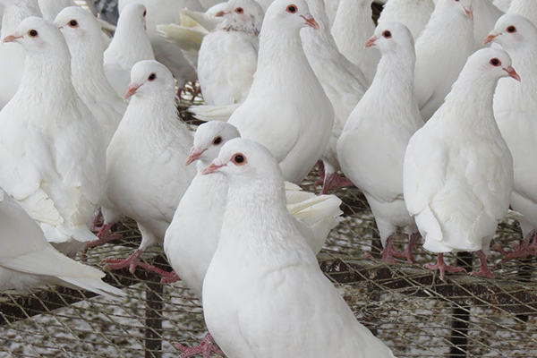 為什么飼養肉鴿時加入沸石能促進健康?-國投盛世
