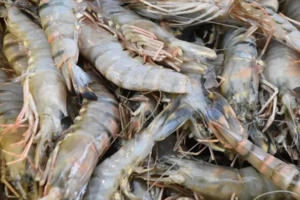 為什么魚蝦養殖加入沸石能優化水質？-國投盛世