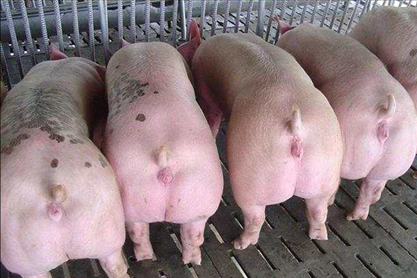 為什么瘦肉型豬養殖加入沸石能增效？