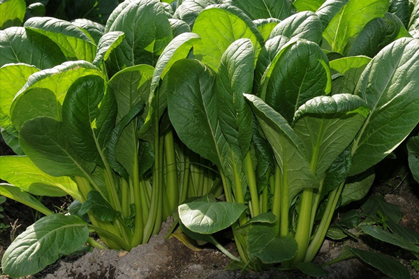 菠菜種植階段能使用沸石嗎？