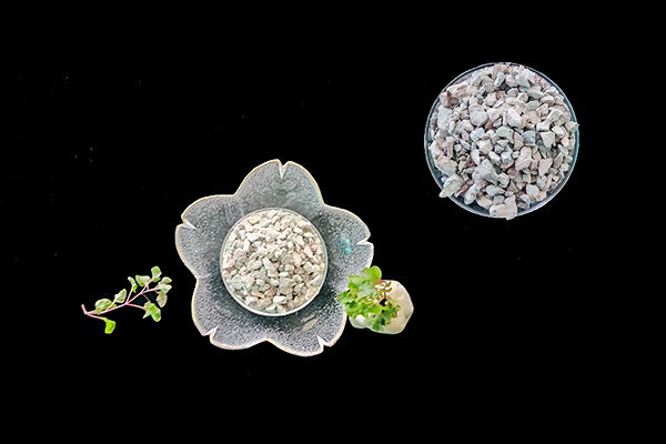 種植生菜時使用沸石能增產嗎？