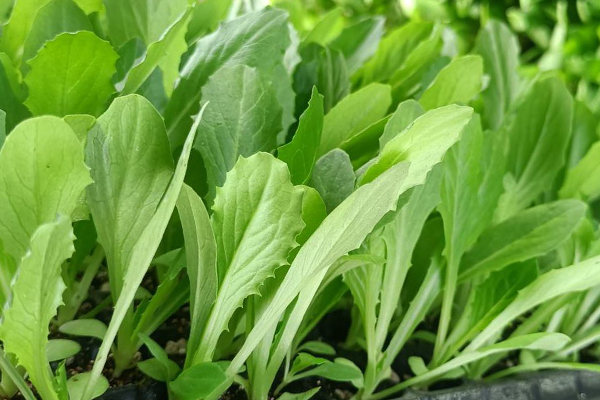 油麥菜育苗和種植時使用沸石帶來哪些好處？-國投盛世